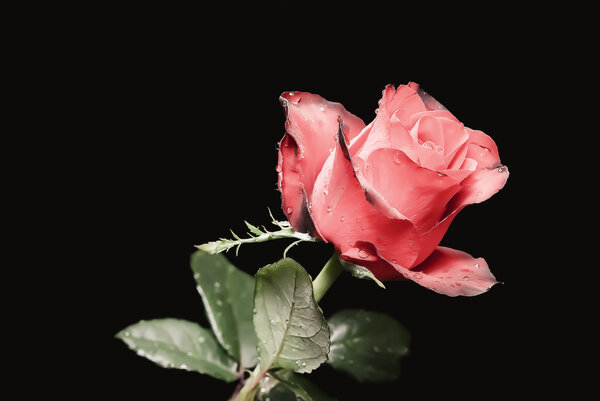 The studio photo of a red rose with dew drops on a black background