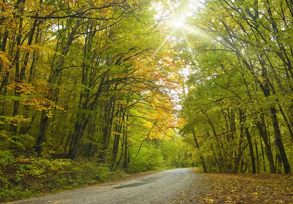 Camino Asfalto Bosque Otoño —  Fotos de Stock