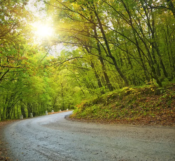 Camino de asfalto en bosque de otoño. —  Fotos de Stock