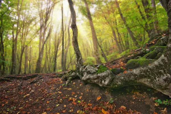 Otoño hermoso bosque . —  Fotos de Stock