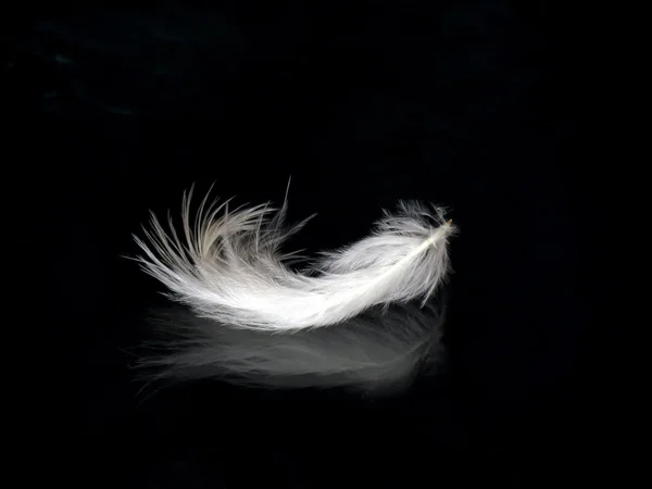 Feather Photography, White Feathers Print, One Black Feather, Black and White  Feathers, Black and White Photography, Feather Art Print -  Israel