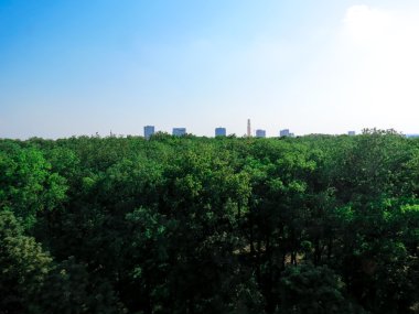 yaprak dökmeyen ağaçlar