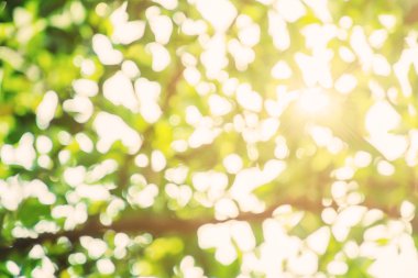 güneş ışığı ile yeşil bokeh arka plan