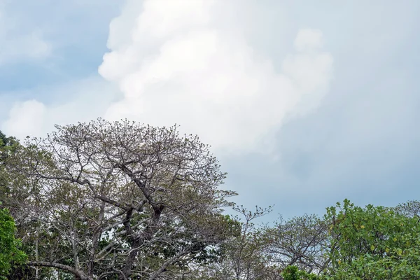 Árvores com céu azul — Fotografia de Stock