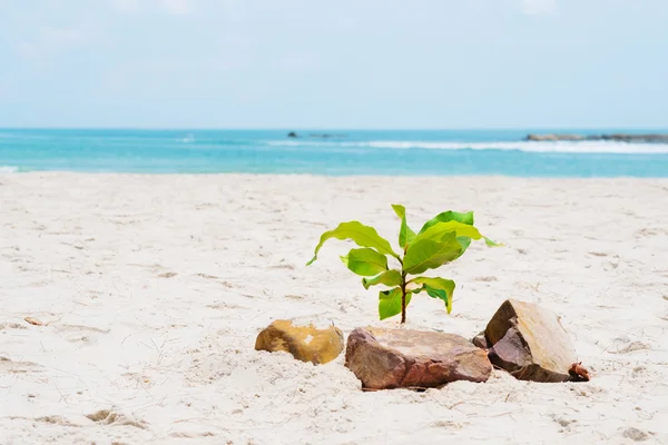 Pequeño árbol en la playa rodeada de rocas — Foto de Stock