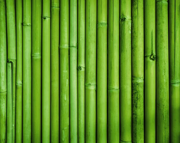 Green bamboo fence texture — Stock Photo, Image