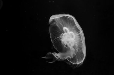 Denizanası, siyah ve beyaz