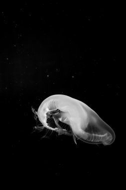 Denizanası, siyah ve beyaz