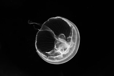 Denizanası, siyah ve beyaz