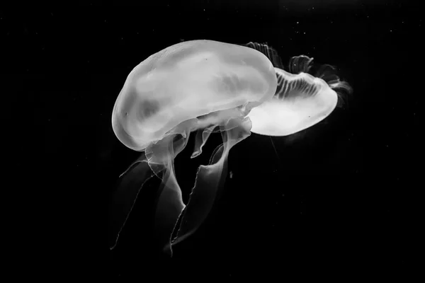 Denizanası, siyah ve beyaz — Stok fotoğraf