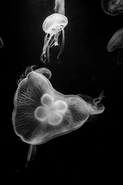 Jellyfish, black and white — Stock Photo, Image