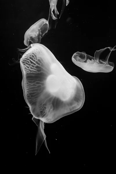 Jellyfish, black and white — Stock Photo, Image