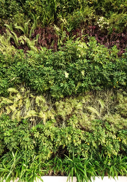 Green wall, vertical garden — Stock Photo, Image