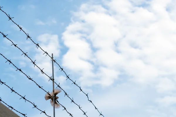 Prikkeldraad op blauwe hemel met vogel met het vliegen over draad, concept van ontsnappen naar vrijheid — Stockfoto