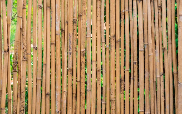 Velho resistiu cerca de floresta de bambu marrom — Fotografia de Stock