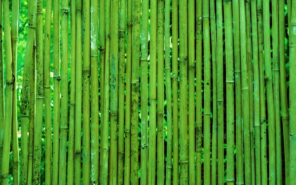 Old weathered green bamboo forest fence — Stock Photo, Image
