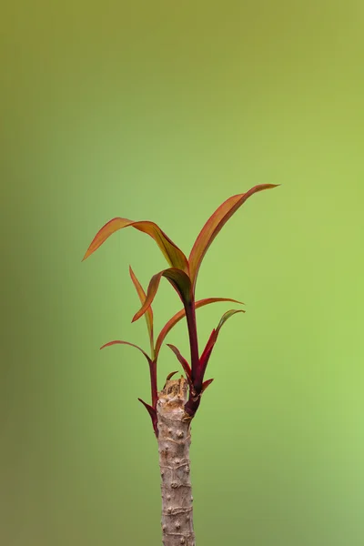 Sprießt Schnurbaum, auf grünem Hintergrund — Stockfoto