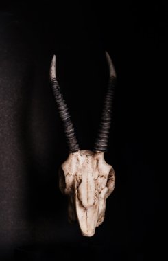 Düşük anahtar, kafatası keçinin siyah arka plan, önden görünüm