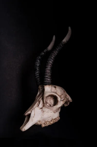 Llave baja, Cráneo de cabra sobre fondo negro, vista lateral — Foto de Stock
