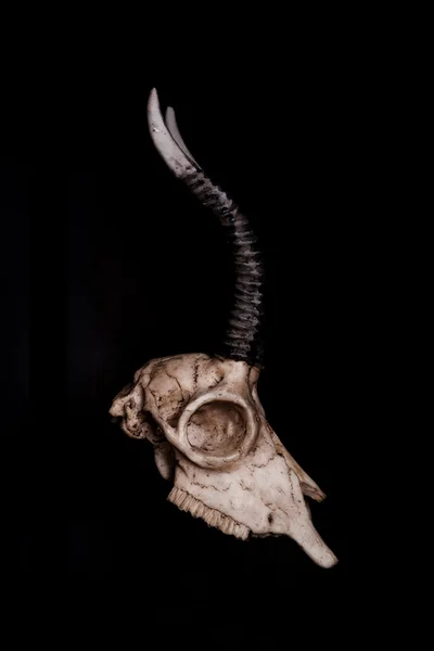 Low key, Skull of goat on black background, side view — Stock Photo, Image