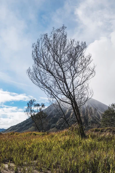 Martwe drzewa z oddziałów wulkanie Mount Bromo — Zdjęcie stockowe