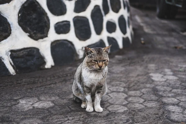 흉터와 불 쌍 한 노숙자 파이터 고양이 — 스톡 사진