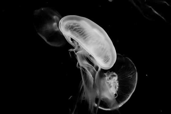 Jellyfish — Stock Photo, Image