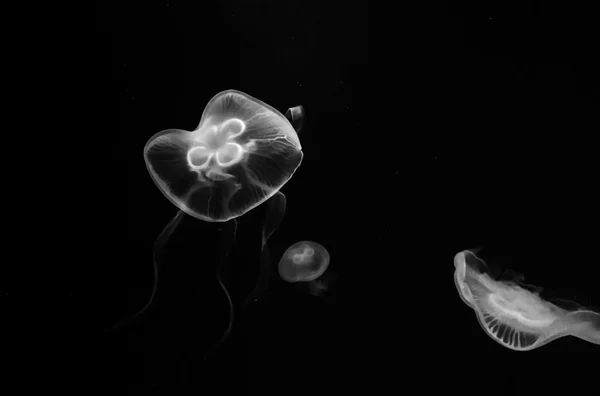 Jellyfish — Stock Photo, Image