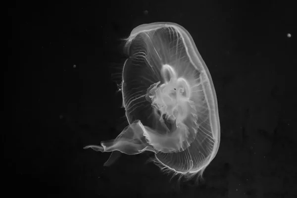 水母 — 图库照片