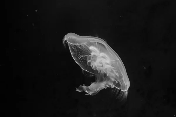 Jellyfish — Stock Photo, Image