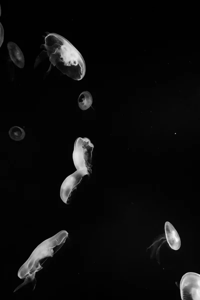 Jellyfish — Stock Photo, Image