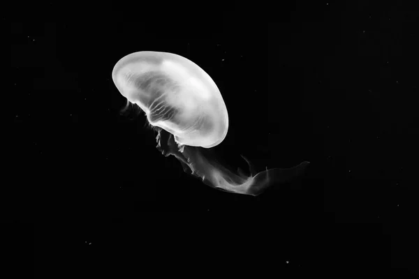 Denizanası — Stok fotoğraf