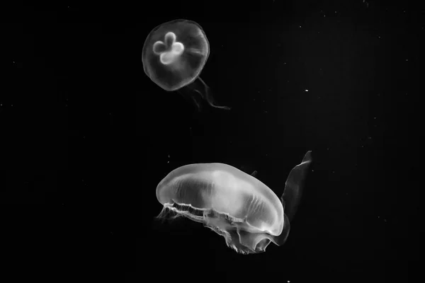 Jellyfish — Stock Photo, Image