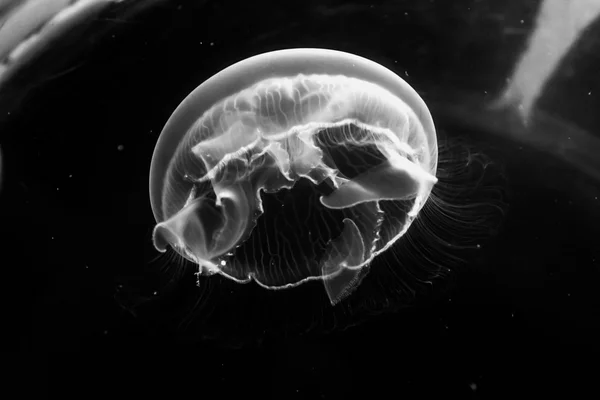 Jellyfish — Stock Photo, Image