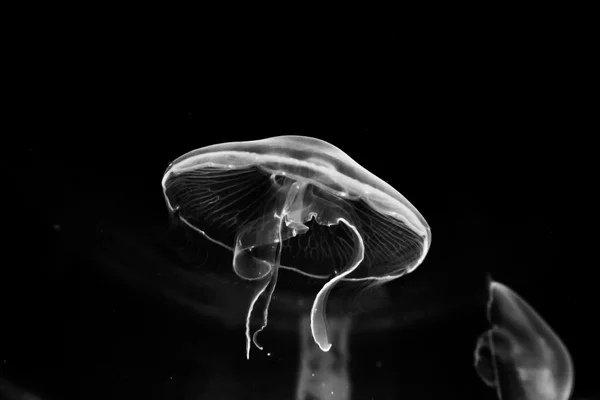 Jellyfish — Stock Photo, Image