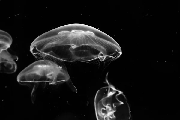 Jellyfish — Stock Photo, Image