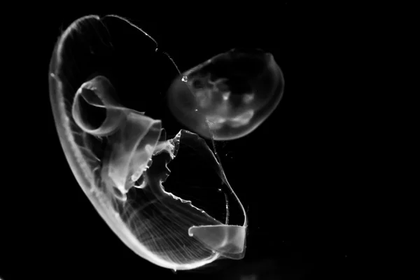 水母 — 图库照片