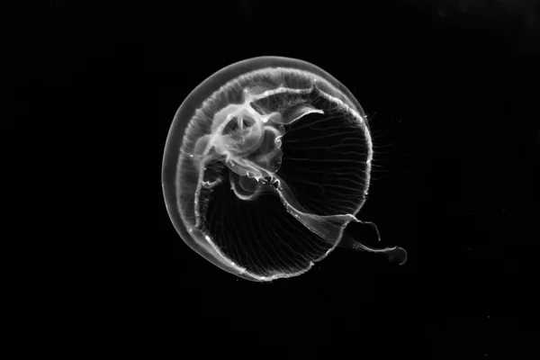 Jellyfish — Stock Photo, Image