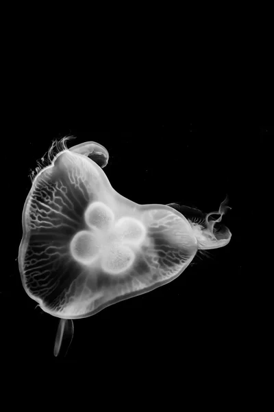 Jellyfish — Stock Photo, Image
