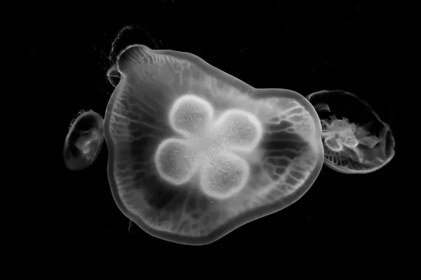 Jellyfish — Stock Photo, Image