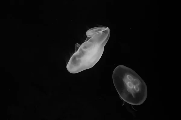 Jellyfish — Stock Photo, Image