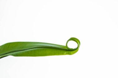 Eğri rulo izin, beyaz arka plan üzerinde izole