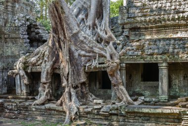 Kökleri harap Tapınak Preah Khan'ın (Siem Reap, Kamboçya büyüyen çınar ağaçlarının)