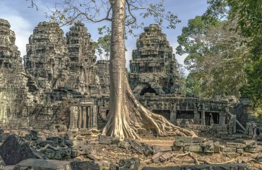 Ağaç kökleri Ta Prohm Tapınağı Angkor Wat kompleks içinde