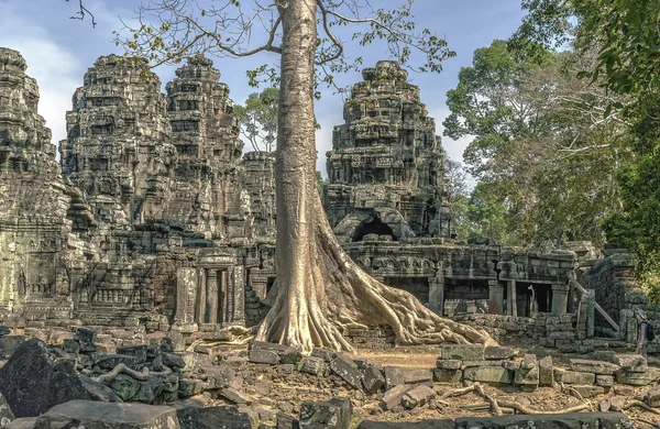 Raíces de árboles en el complejo de Ta Prohm Temple Angkor Wat —  Fotos de Stock