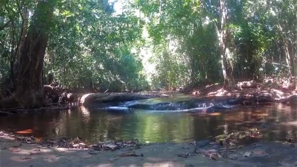 rivière dans la forêt