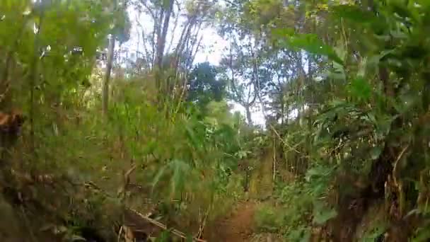 Jungle2 doğa yürüyüşü — Stok video