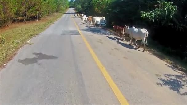 Cow on the road2 — стоковое видео