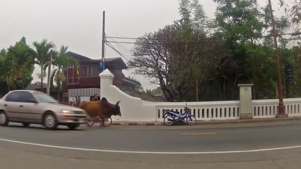 牧人带领公牛在城市的道路上 — 图库视频影像