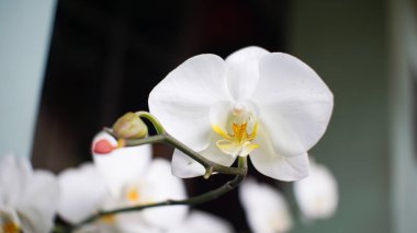 Beyaz bir Phalaenopsis Orkidesi, Güve Orkidesi olarak bilinir.